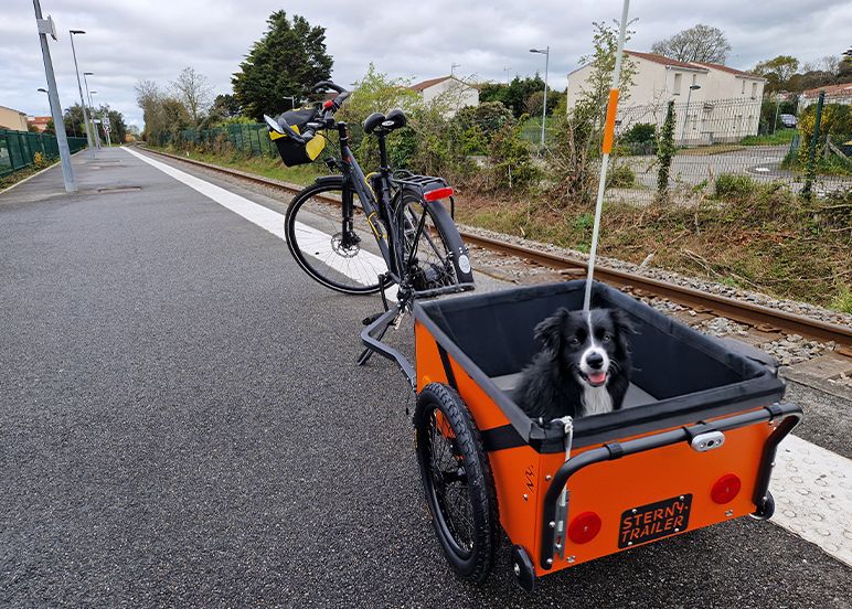 Remorque vélo pour chien